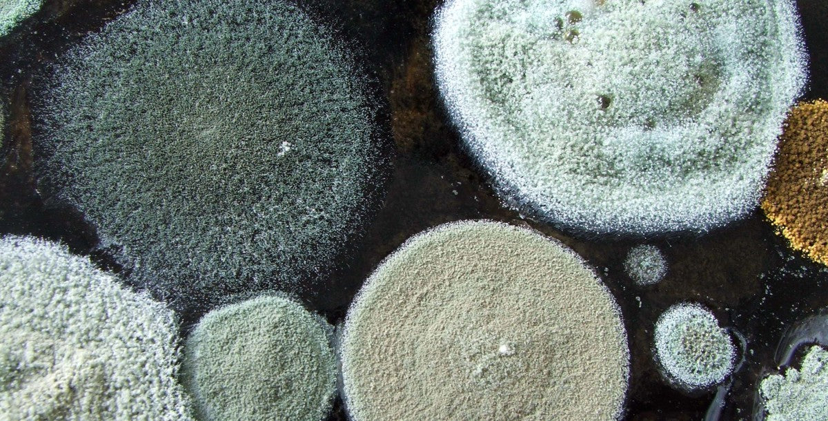 roar-engineering-mould-contamination